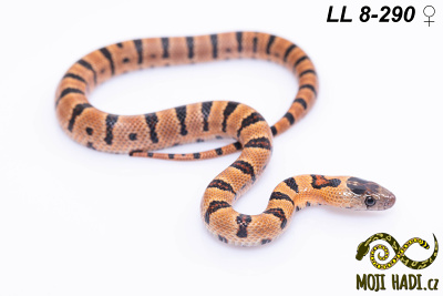 hadi na prodej, mládě, český chov hadů, odchov hadů, mojihadi.cz, lampropeltis mexicana thayeri, Mexican Kingsnake, korálovka mexická, Lampropeltis leonis, Thayer's Kingsnake, Variable Kingsnake, orange,